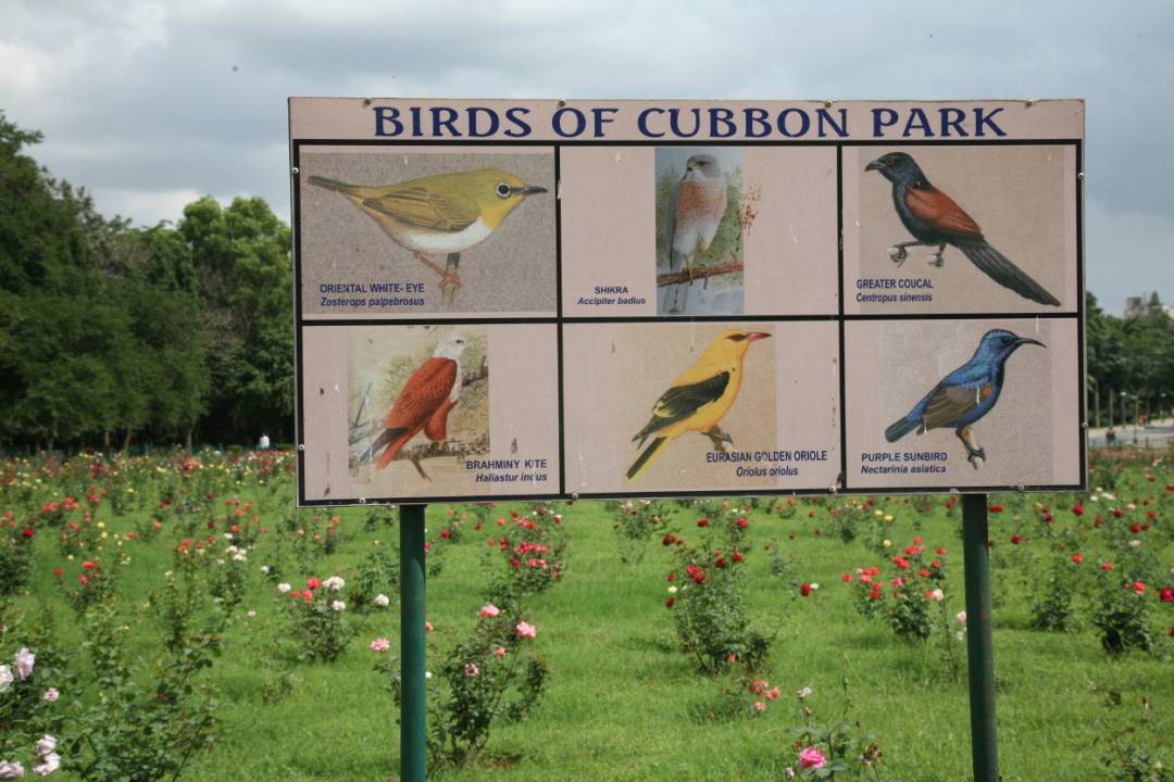 cubbon park (1).jpg